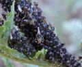 Metopeurum fuscoviride